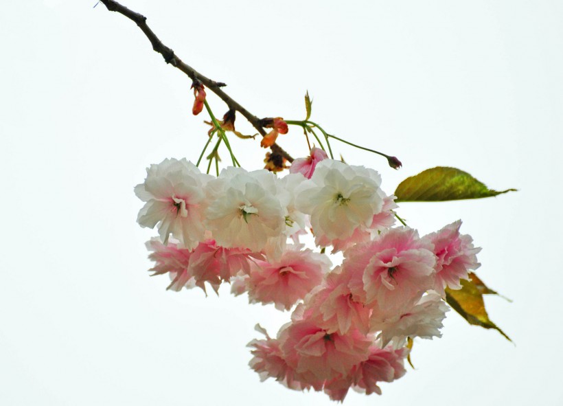 素色樱花图片