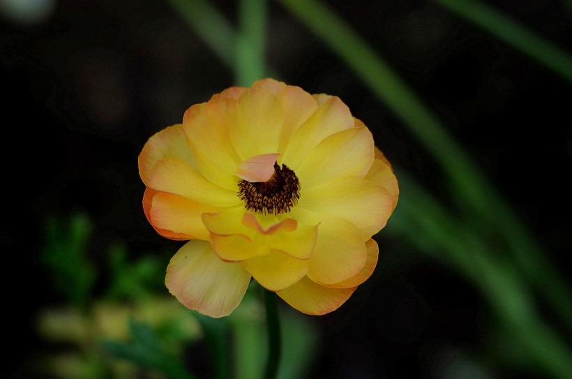 花毛茛圖片