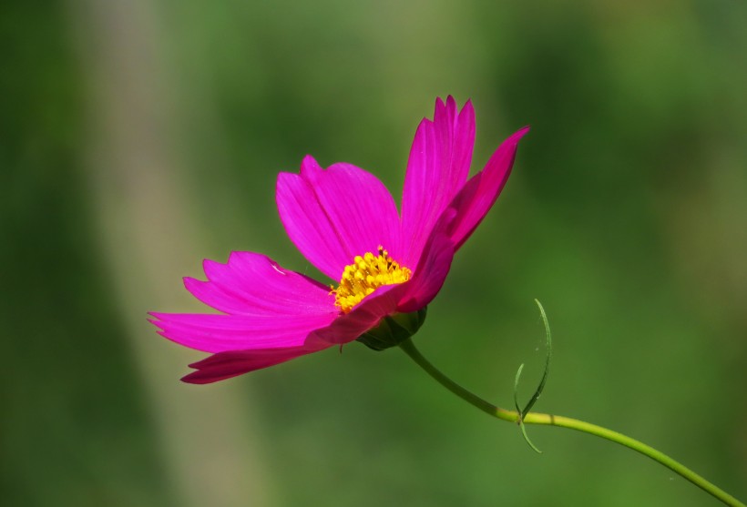 格桑花图片