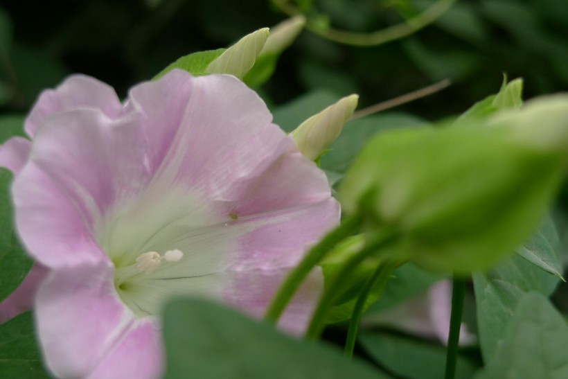 野牵牛花图片