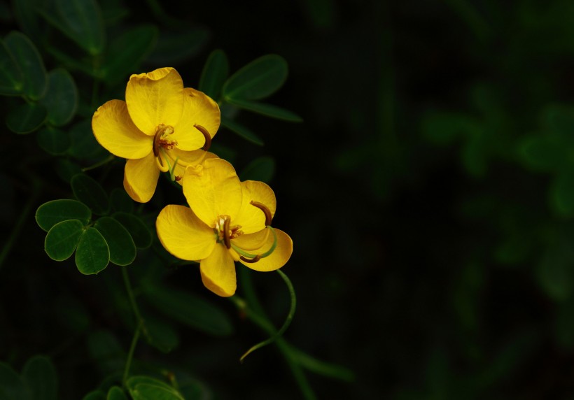 決明子花圖片