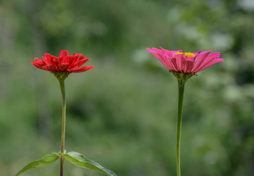 紅色和紫色的萬壽菊?qǐng)D片