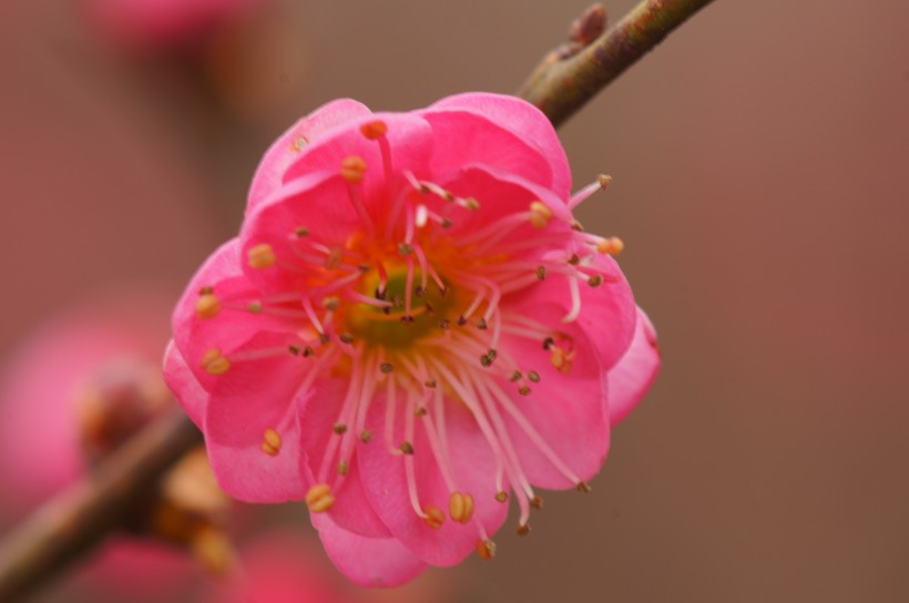 春天鲜艳的梅花图片