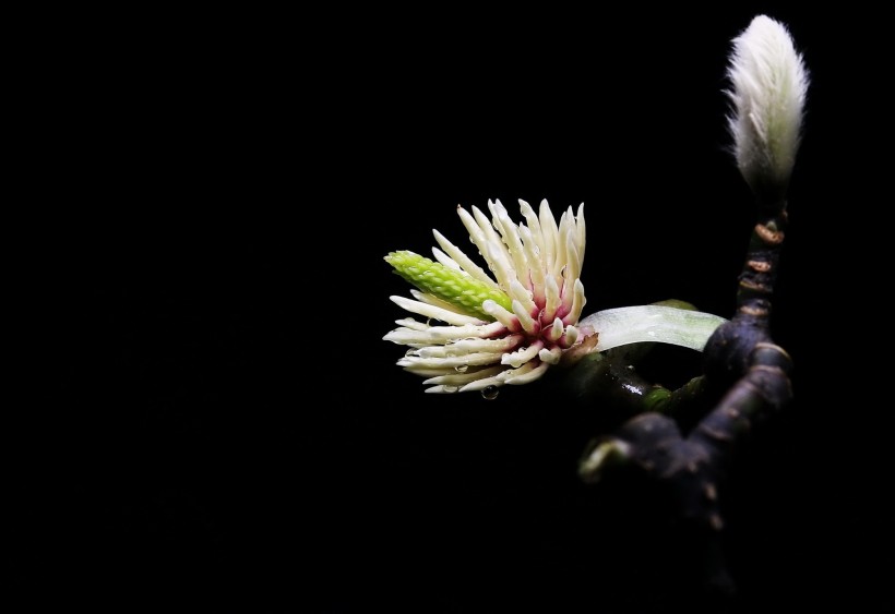 玉兰花花蕊图片