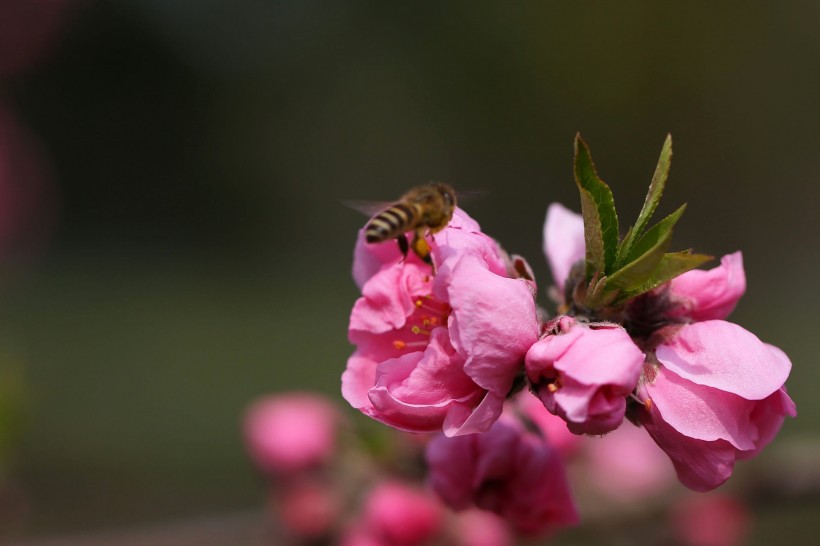 桃花圖片