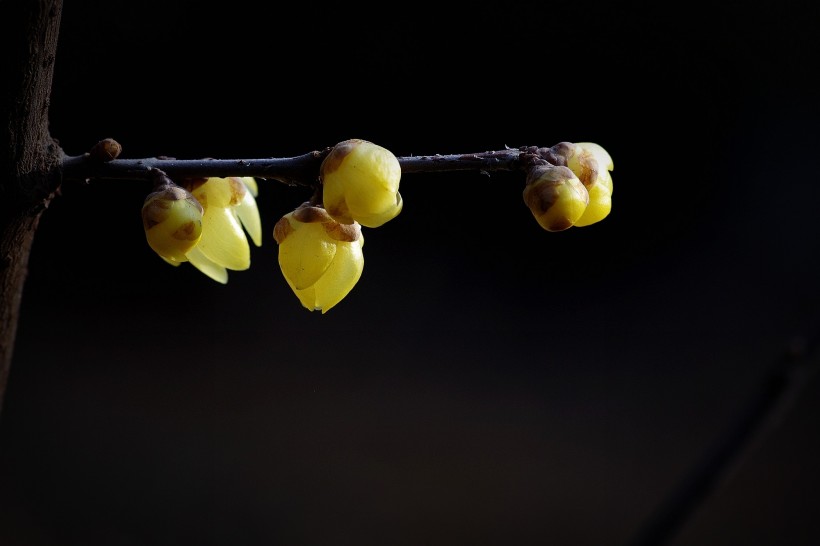 黃色的臘梅花圖片