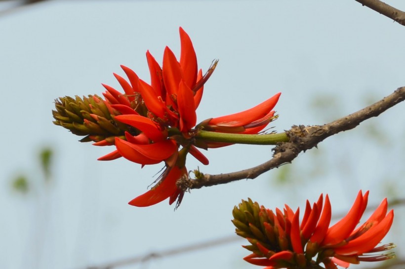 花形如辣椒的刺桐花图片