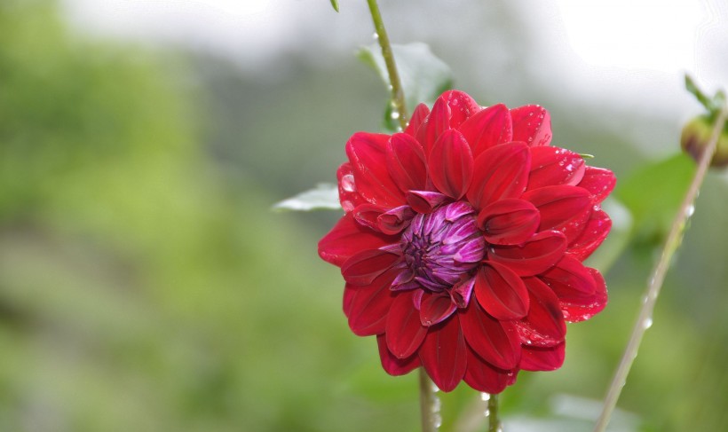 紅色芍藥花圖片