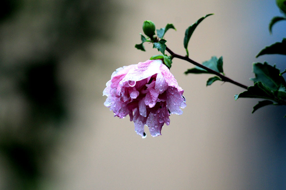 大雨后的木槿花