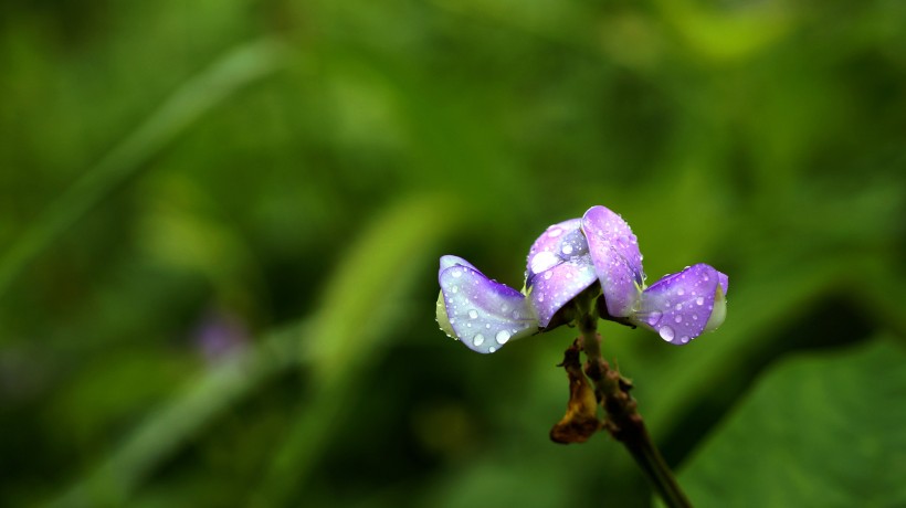 清新豆角花圖片