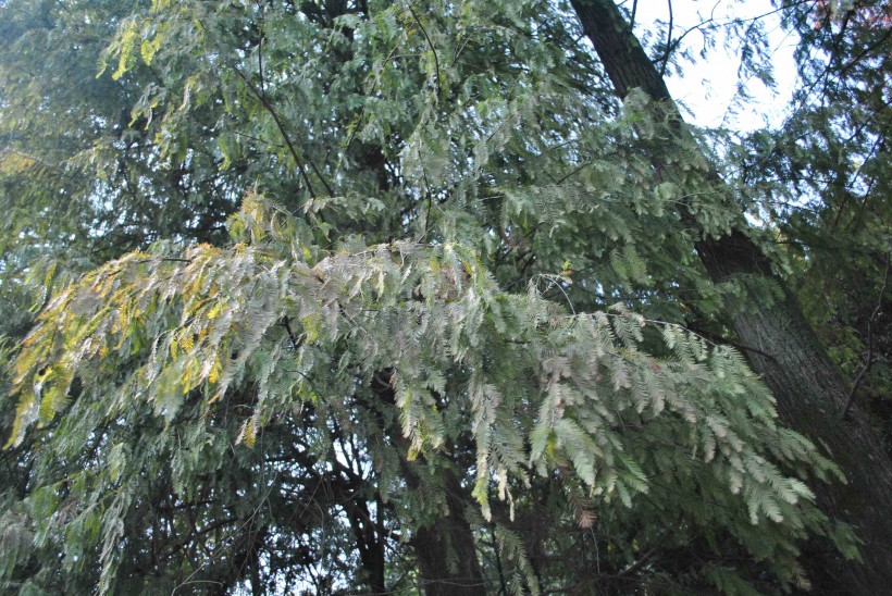 落羽杉植物图片