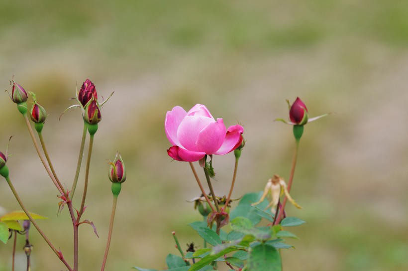 粉色月季花图片