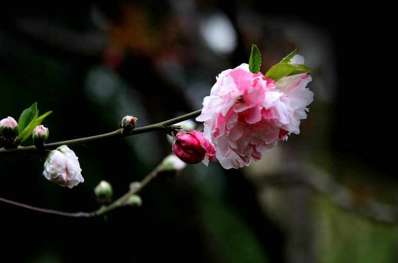 粉面桃花图片