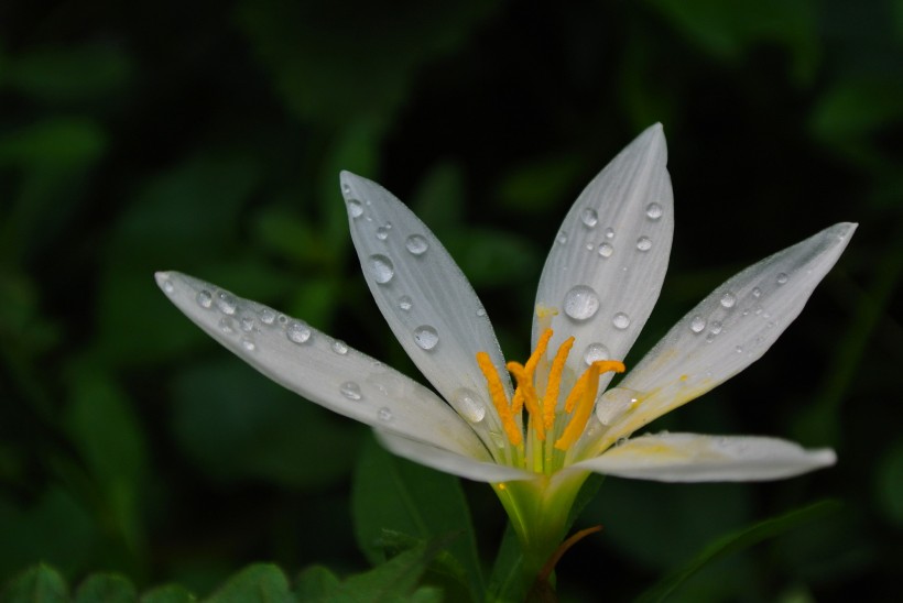 白色水仙花圖片