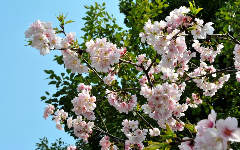 粉色樱花图片