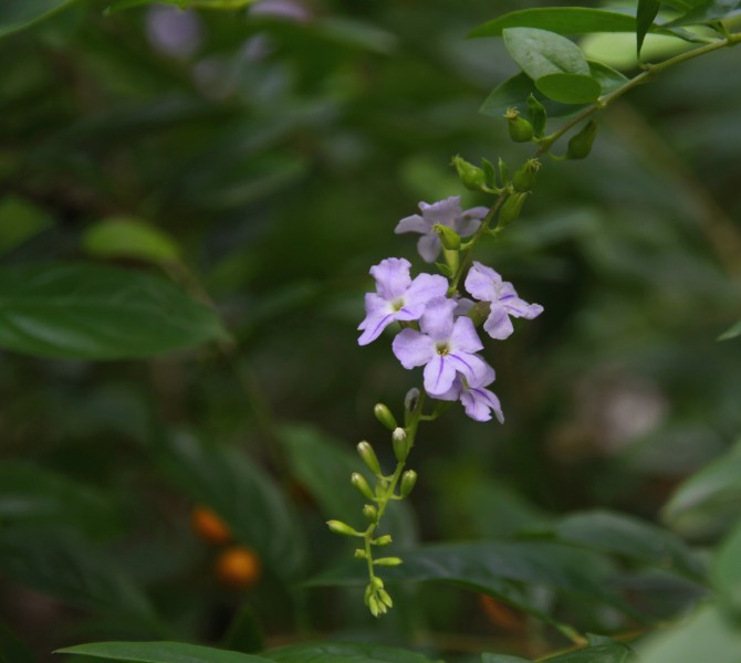 金露花图片