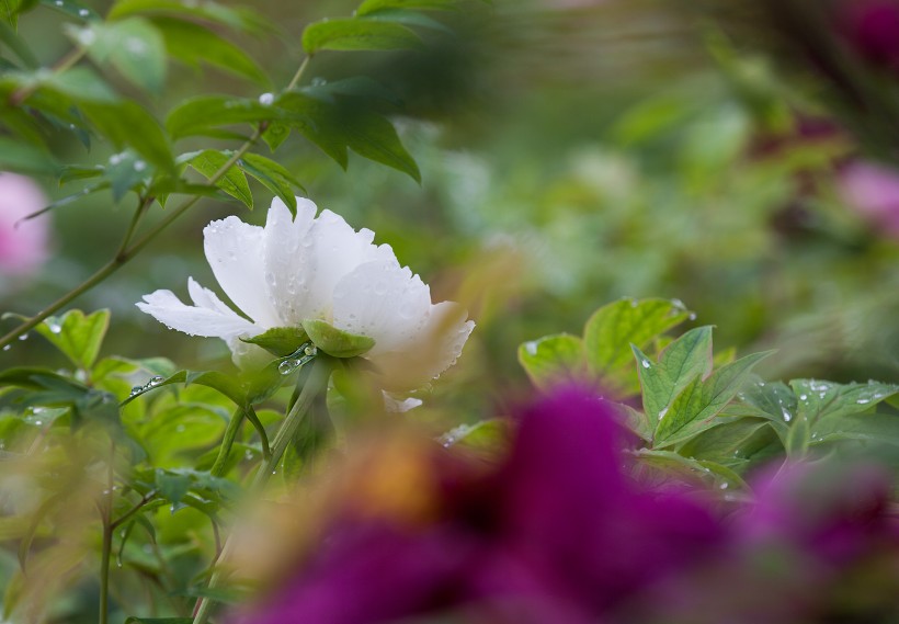 牡丹花圖片