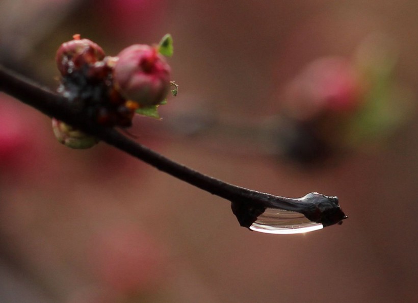 桃花上的水珠图片