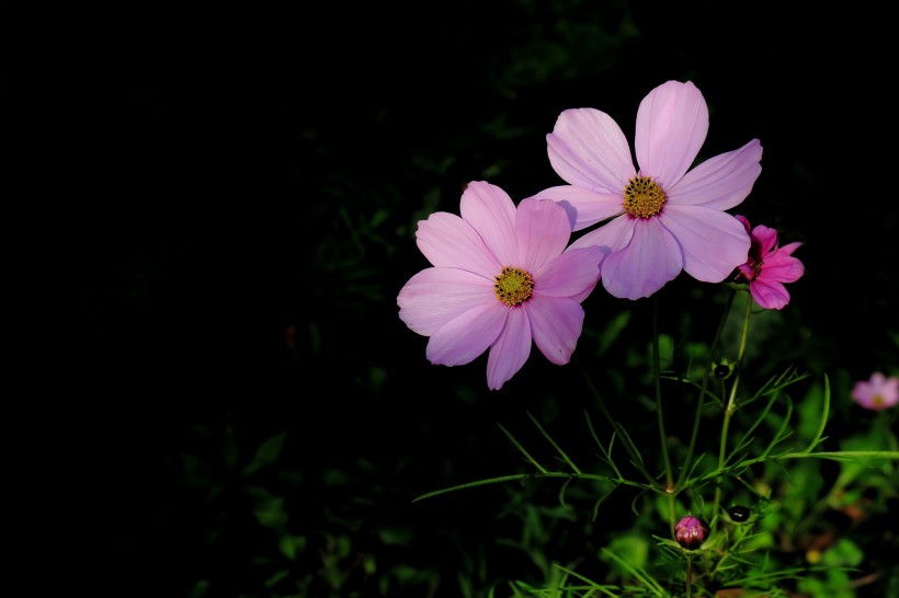 唯美格桑花图片