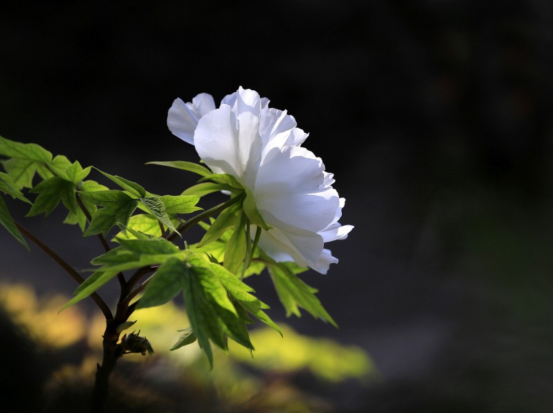 白色牡丹花圖片