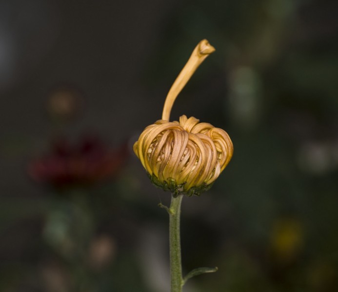 多姿多彩的菊花图片