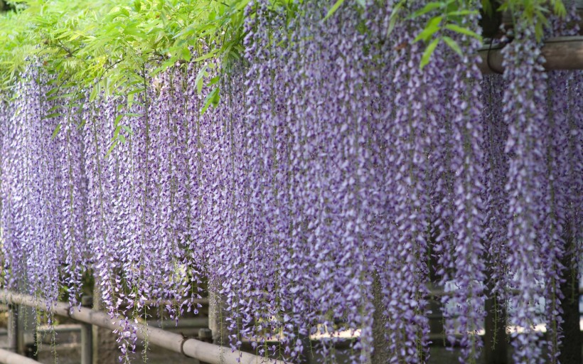 各色紫藤花海图片