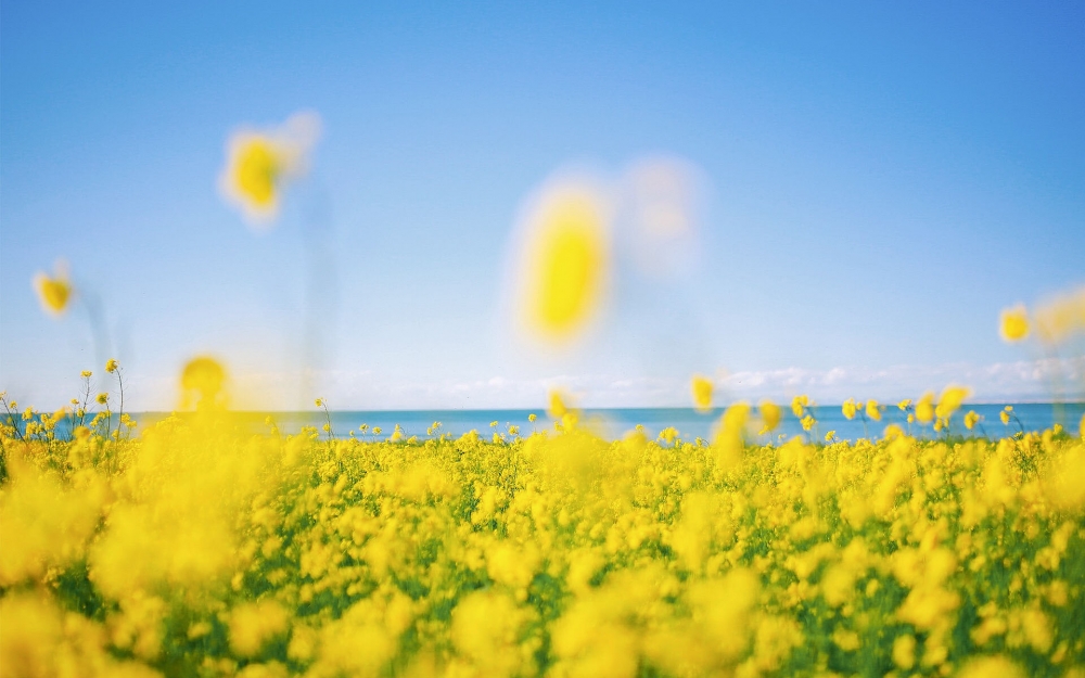 盛夏的油菜花海图片欣赏