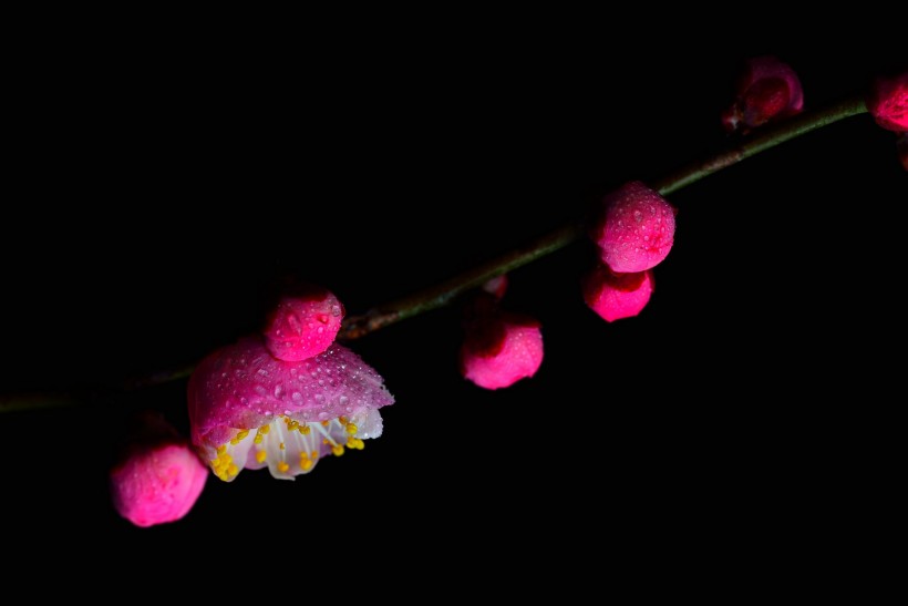 红色和白色的梅花图片