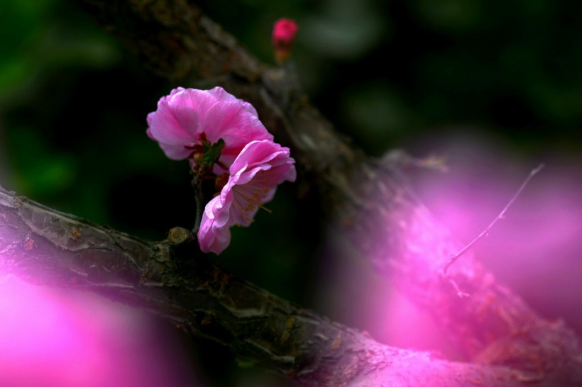 粉红色杏花图片