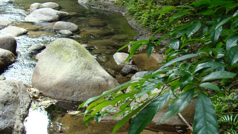 山间野草图片