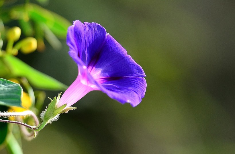 牵牛花图片