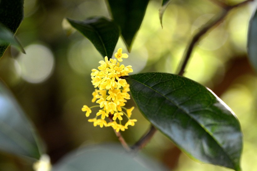 金黃色桂花圖片