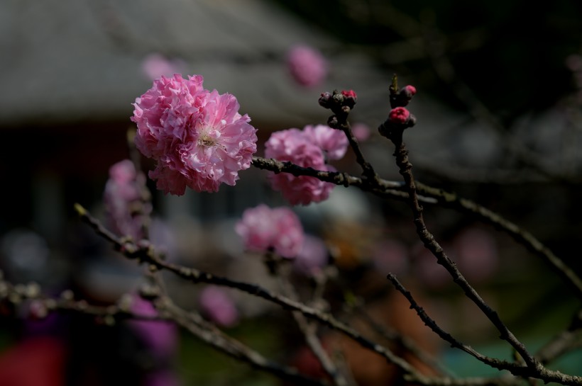 阳光下的桃花图片