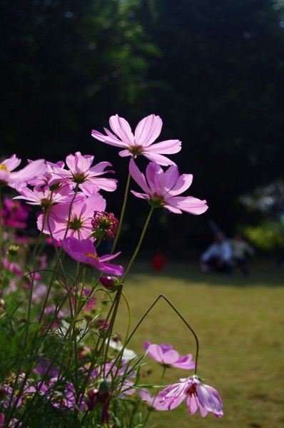 格桑花圖片