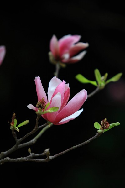 粉色玉兰花卉图片