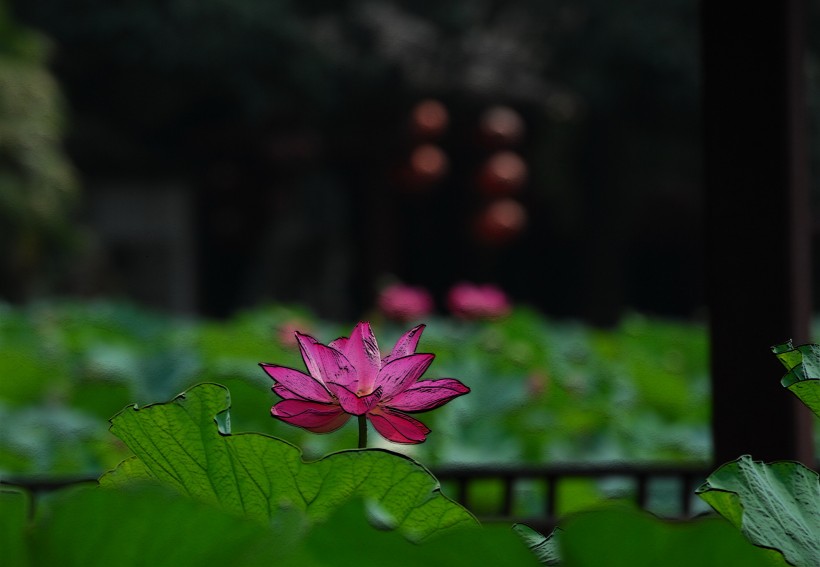 掩映在绿叶中的夏日荷花图片