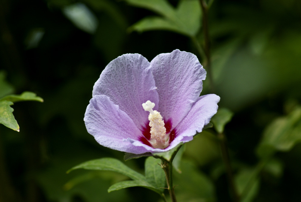 楓嶺木槿花