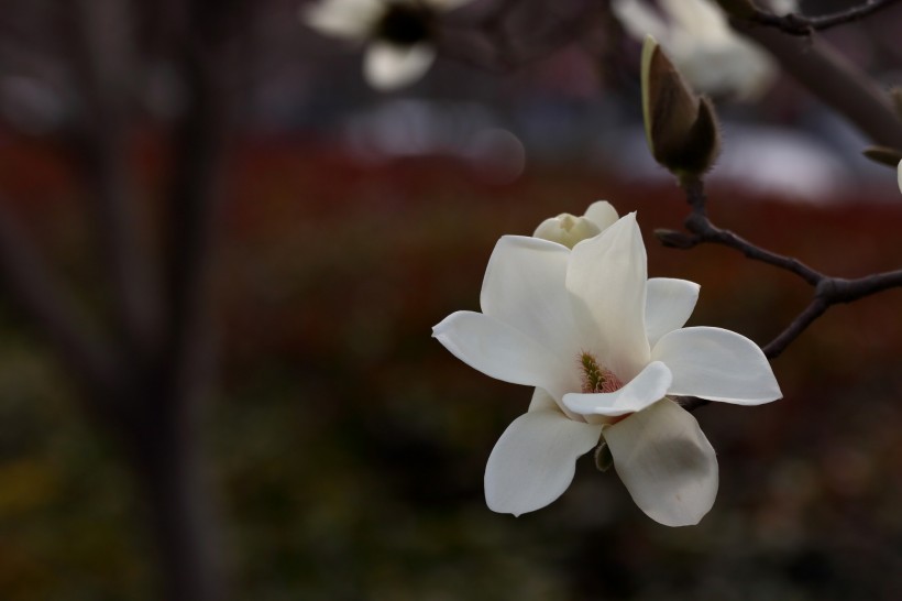 清新淡雅玉兰花图片