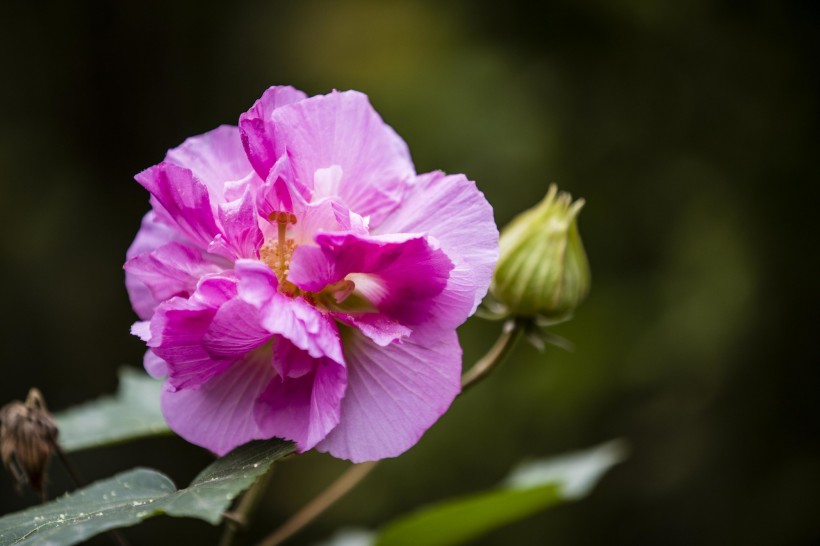 粉色木芙蓉图片