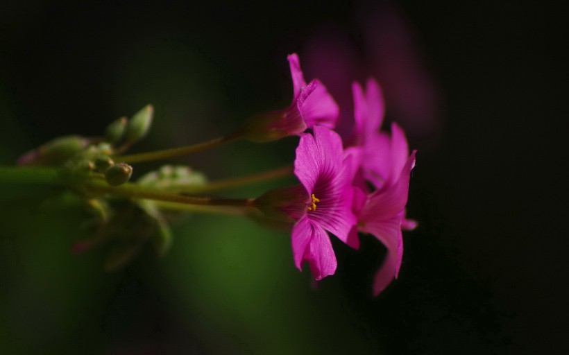 炸酱草花卉图片