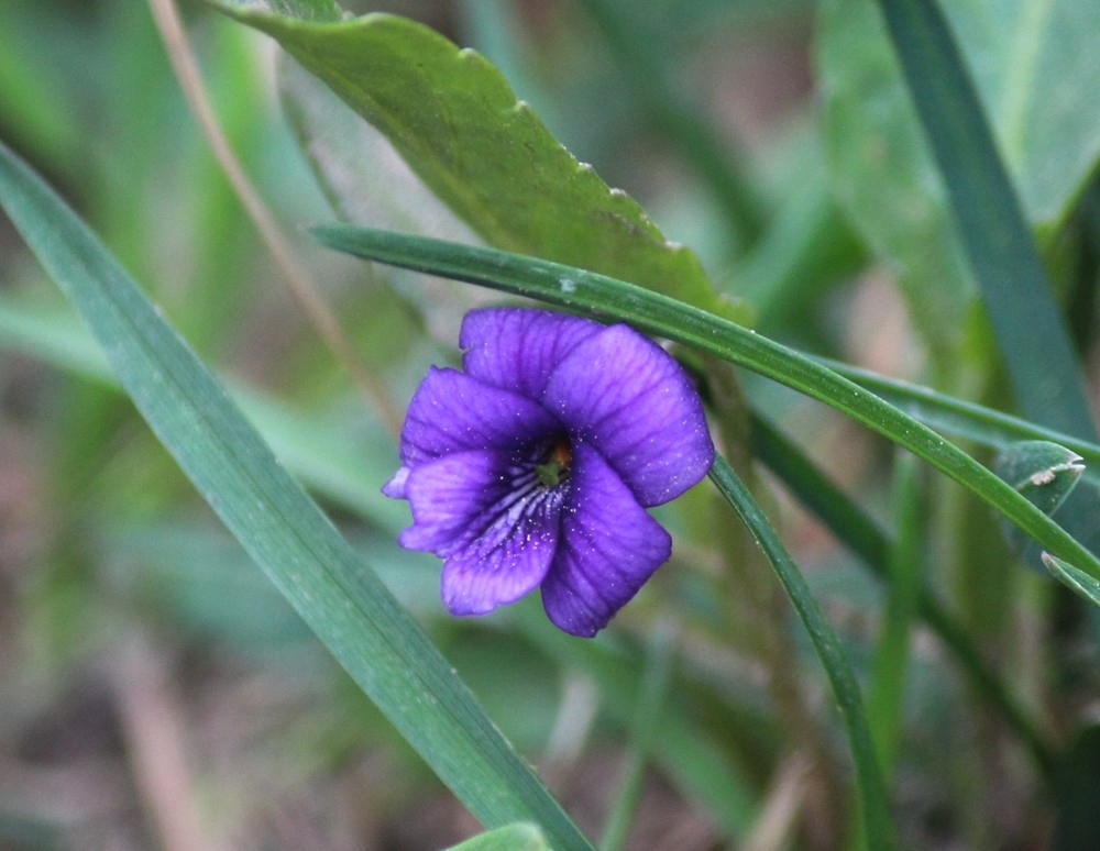 春花爭艷紫色地丁花