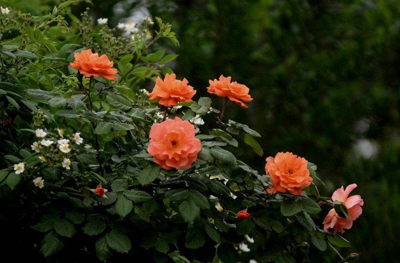 橙色薔薇花圖片