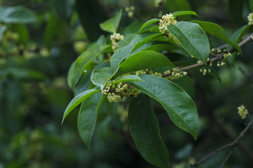 香甜的金色桂花圖片