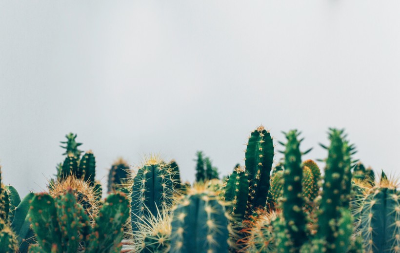 多肉植物仙人掌圖片