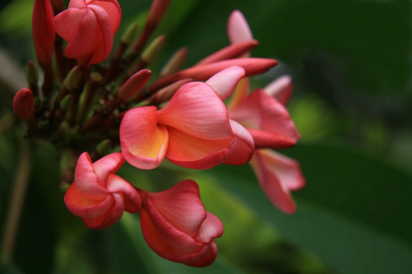 紅雞蛋花圖片