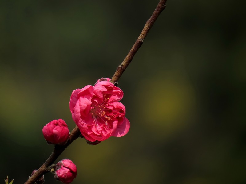 娇艳的桃花图片