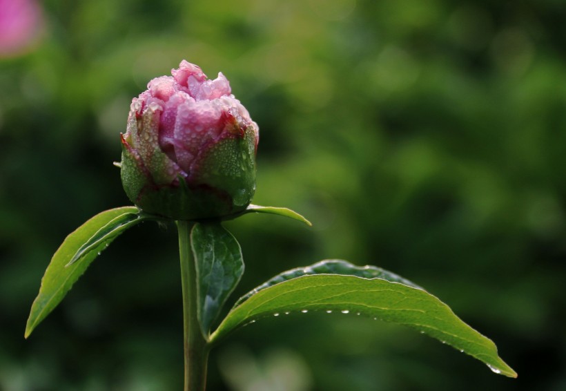 芍药花图片