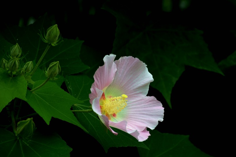 粉色木芙蓉图片