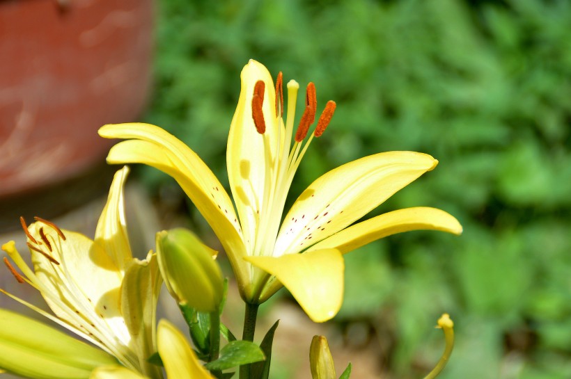 百合花图片