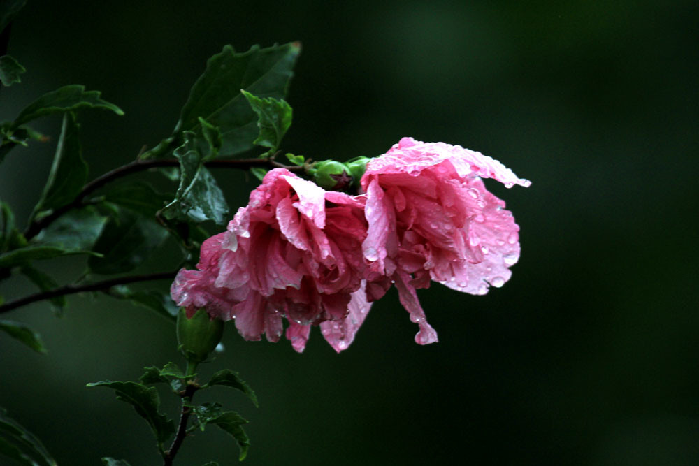 大雨后的木槿花